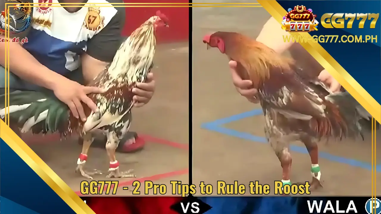 GG777 2 Pro Tips to Rule the Roost 